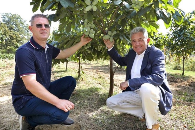 Indijanska banana - voće koje ne treba prskati, ne napadaju je insekti...