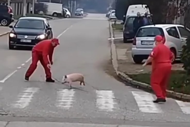 VIDEO „Nekome je pobjegao božićni ručak” - snimka mesara koji po ulici love praščića postala hit