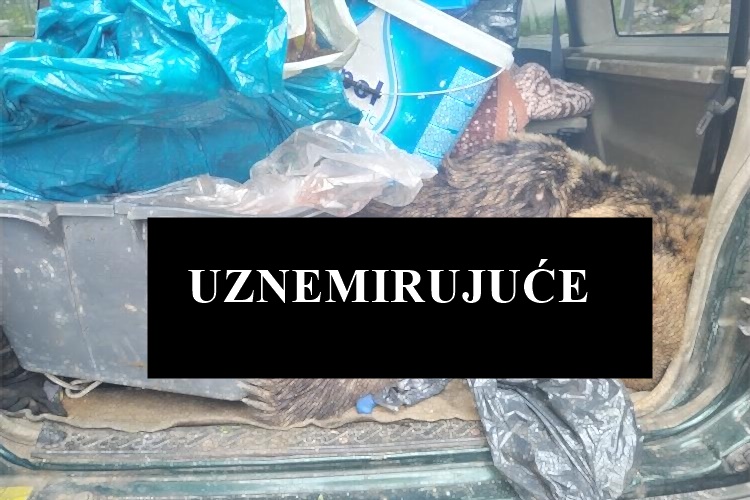 NEUOBIČAJEN ULOV! Carinicima prijavili da prevoze samo srndaća - oni im pak u autu pronašli mrtvog medvjeda!